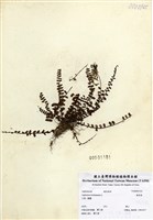 藏品(鐵角蕨)的圖片